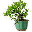 Crataegus cuneata, 17 cm, ± 15 jaar oud