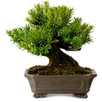 Taxus cuspidata, 17 cm, ± 20 years old