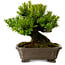 Taxus cuspidata, 17 cm, ± 20 years old, with a nebari of 8 cm