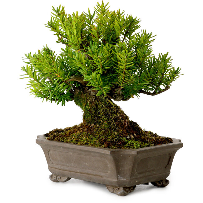 Taxus cuspidata, 17 cm, ± 20 years old, with a nebari of 8 cm