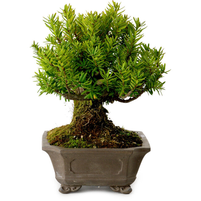 Taxus cuspidata, 17 cm, ± 20 anni, con nebari di 8 cm