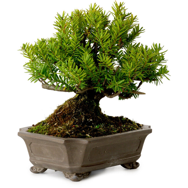 Taxus cuspidata, 17 cm, ± 20 years old, with a nebari of 8 cm