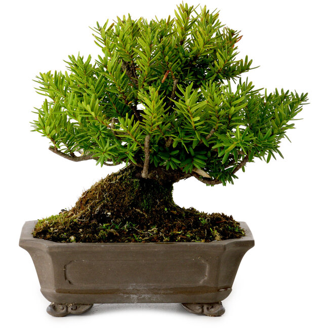 Taxus cuspidata, 17 cm, ± 20 anni, con nebari di 8 cm