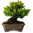 Taxus cuspidata, 17 cm, ± 20 anni, con nebari di 8 cm