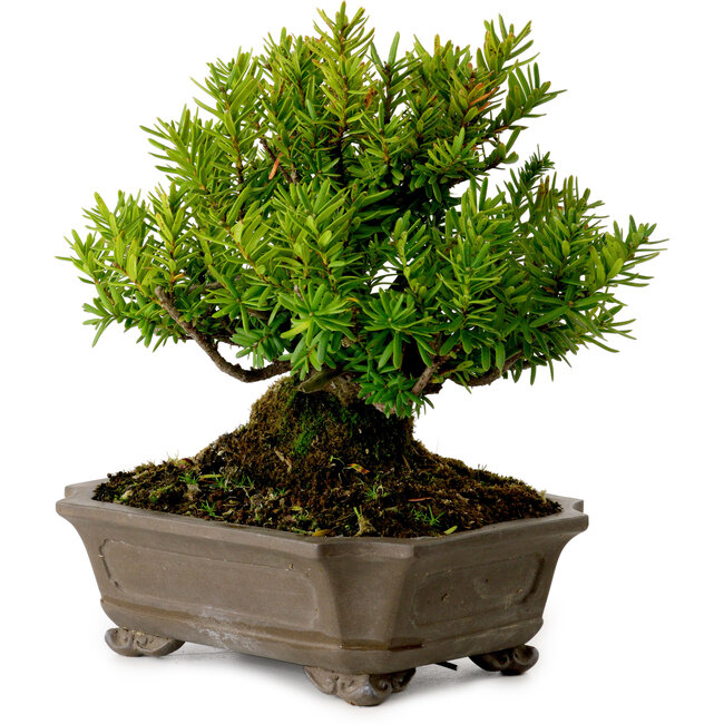 Taxus cuspidata, 17 cm, ± 20 anni, con nebari di 8 cm