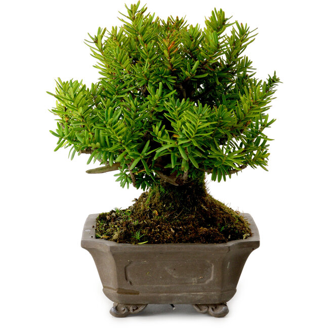 Taxus cuspidata, 17 cm, ± 20 anni, con nebari di 8 cm