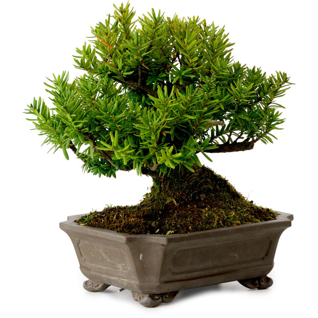 Taxus cuspidata, 17 cm, ± 20 years old, with a nebari of 8 cm