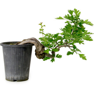 Crataegus cuneata, 21 cm, ± 10 years old