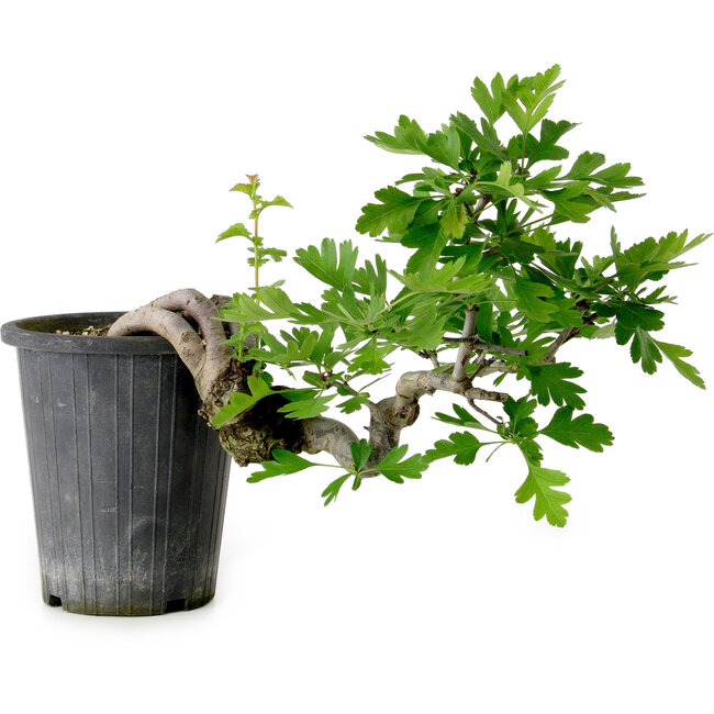 Crataegus cuneata, 21 cm, ± 10 years old