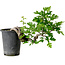 Crataegus cuneata, 21 cm, ± 10 anni