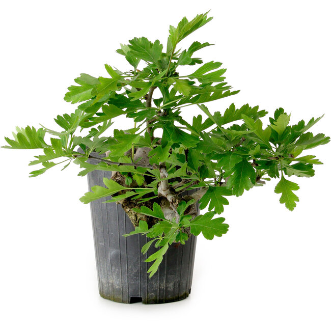 Crataegus cuneata, 21 cm, ± 10 Jahre alt