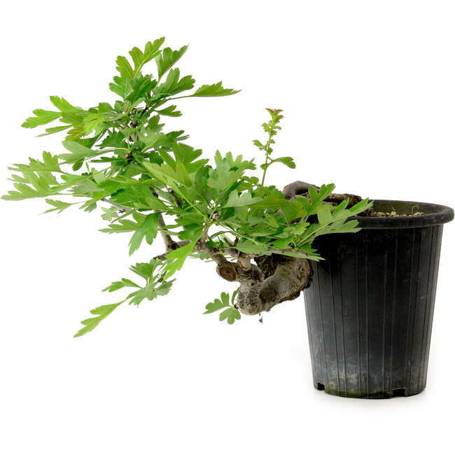 Crataegus cuneata, 21 cm, ± 10 Jahre alt