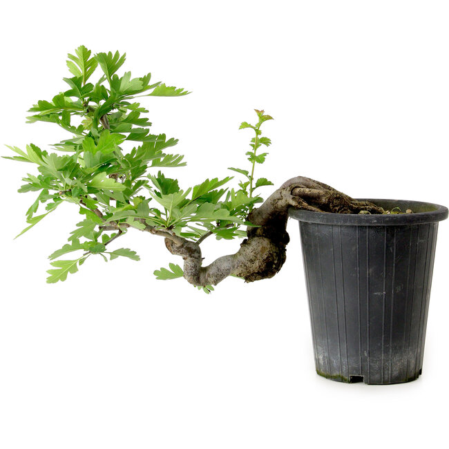 Crataegus cuneata, 21 cm, ± 10 ans