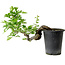 Crataegus cuneata, 21 cm, ± 10 anni