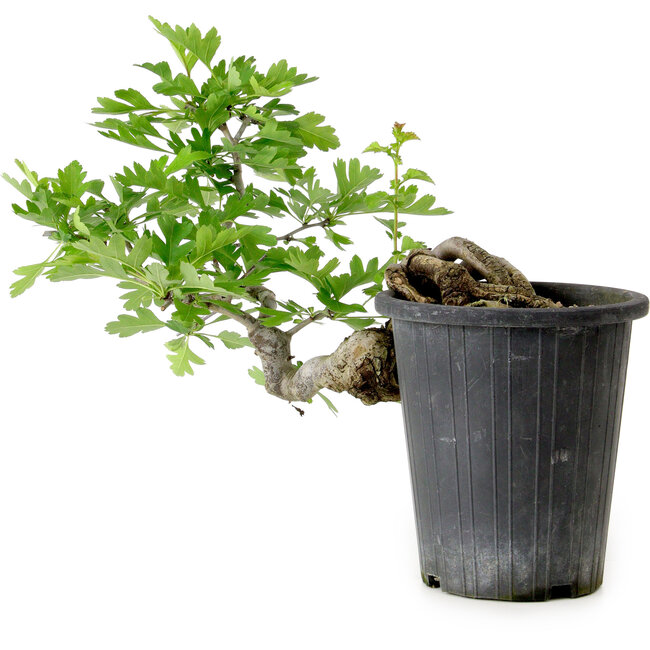 Crataegus cuneata, 21 cm, ± 10 Jahre alt