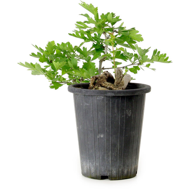 Crataegus cuneata, 21 cm, ± 10 Jahre alt