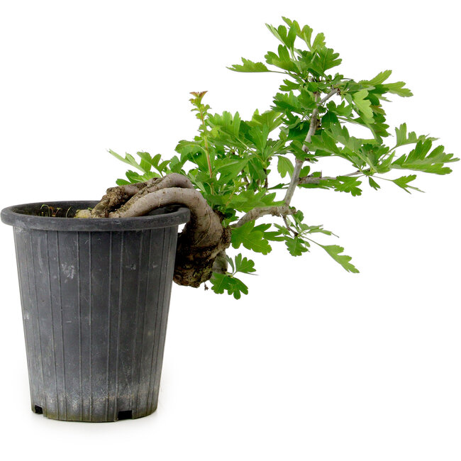 Crataegus cuneata, 21 cm, ± 10 Jahre alt