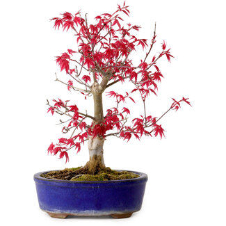 Acer palmatum Deshojo, 30 cm, ± 10 years old