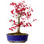 Acer palmatum Deshojo, 30 cm, ± 10 jaar oud, met een nebari van 3 cm
