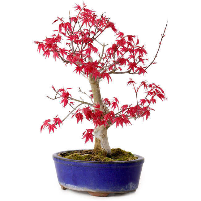 Acer palmatum Deshojo, 30 cm, ± 10 years old, with a nebari of 3 cm