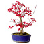 Acer palmatum Deshojo, 30 cm, ± 10 años, con un nebari de 3 cm