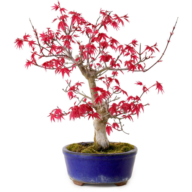 Acer palmatum Deshojo, 30 cm, ± 10 años, con un nebari de 3 cm