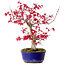 Acer palmatum Deshojo, 30 cm, ± 10 years old, with a nebari of 3 cm