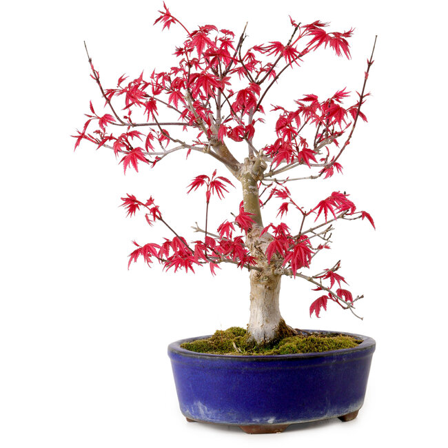 Acer palmatum Deshojo, 30 cm, ± 10 years old, with a nebari of 3 cm