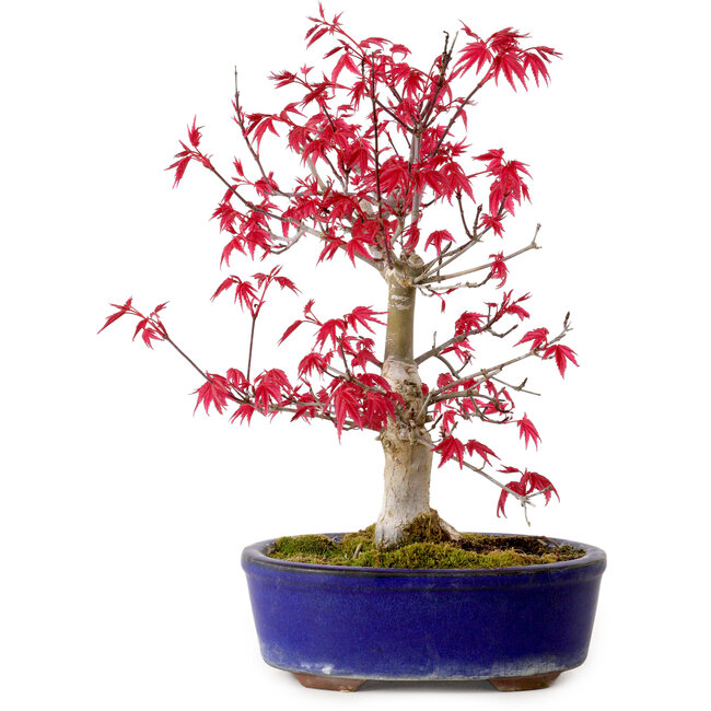 Acer palmatum Deshojo, 30 cm, ± 10 years old, with a nebari of 3 cm