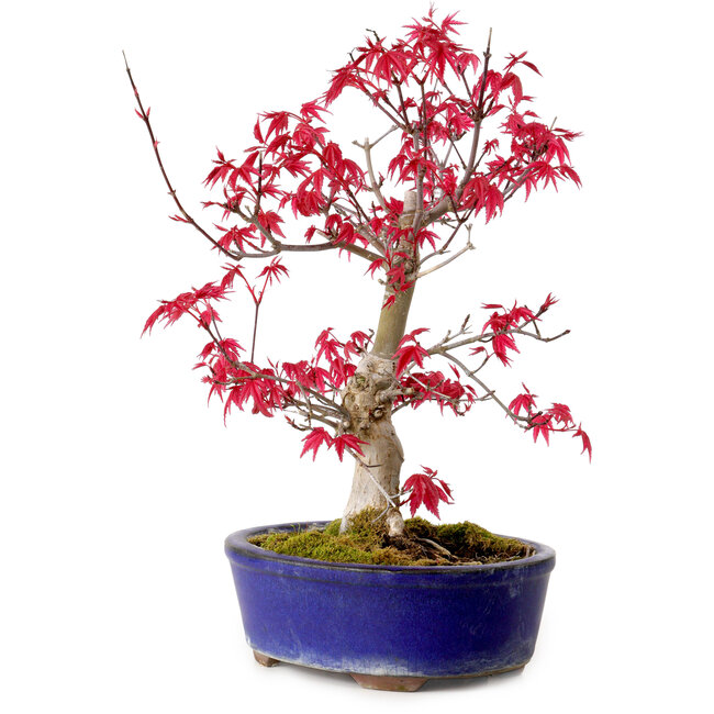 Acer palmatum Deshojo, 30 cm, ± 10 anni, con nebari di 3 cm