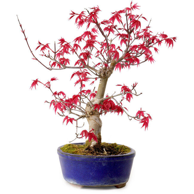 Acer palmatum Deshojo, 30 cm, ± 10 años, con un nebari de 3 cm