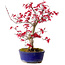 Acer palmatum Deshojo, 30 cm, ± 10 ans, avec un nebari de 3 cm
