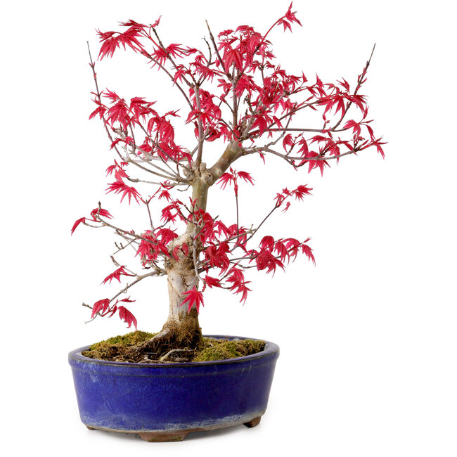 Acer palmatum Deshojo, 30 cm, ± 10 years old, with a nebari of 3 cm