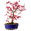 Acer palmatum Deshojo, 30 cm, ca. 10 Jahre alt, mit einem Wurzelhals von 3 cm