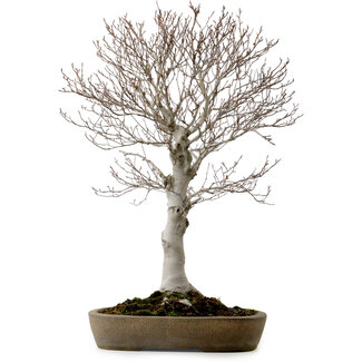 handmade Tokoname Fagus crenata, 69 cm, ± 20 Jahre alt