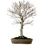 Fagus crenata, 69 cm, ± 20 jaar oud, in een handgemaakte Japanse pot uit Tokoname, met een nebari van 20 cm.