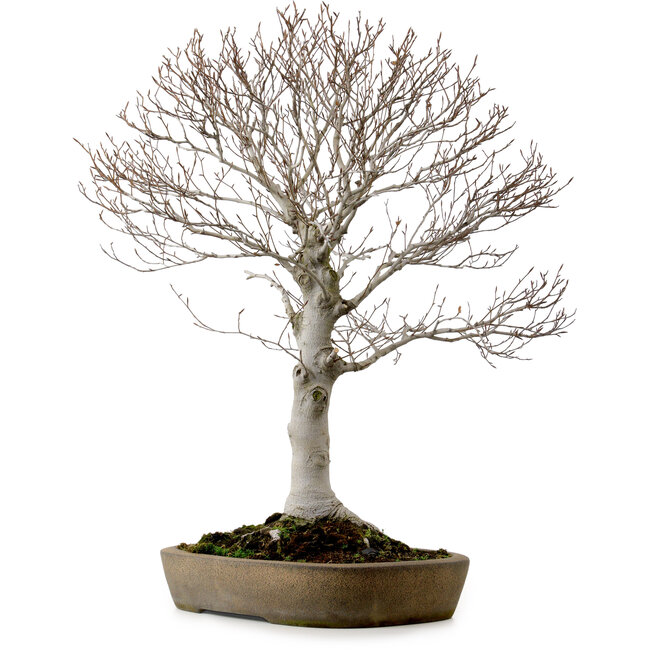 Fagus crenata, 69 cm, ± 20 ans, dans un pot japonais artisanal de Tokoname, avec un nebari de 20 cm