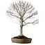 Fagus crenata, 69 cm, ± 20 jaar oud, in een handgemaakte Japanse pot uit Tokoname, met een nebari van 20 cm.