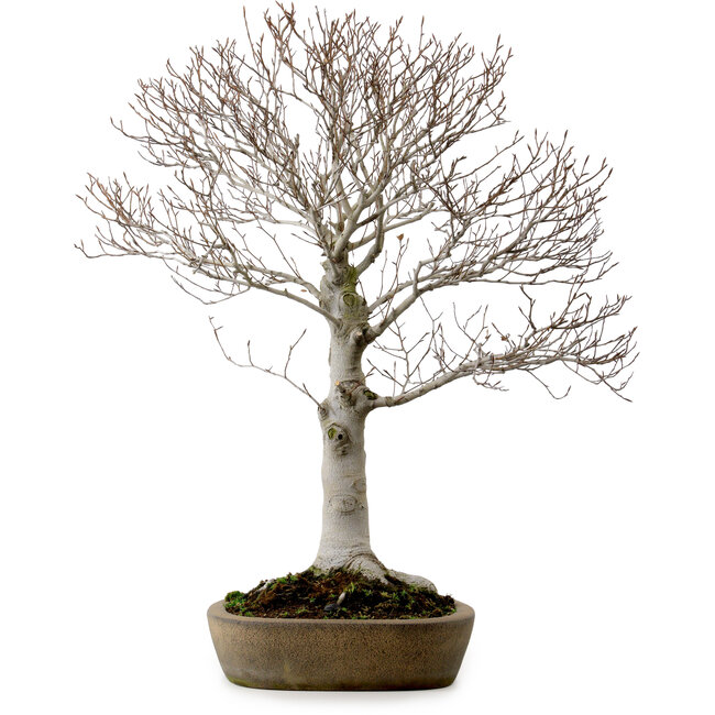 Fagus crenata, 69 cm, ± 20 años, en una maceta japonesa hecha a mano de Tokoname, con un nebari de 20 cm.