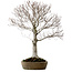 Fagus crenata, 69 cm, ± 20 años, en una maceta japonesa hecha a mano de Tokoname, con un nebari de 20 cm.
