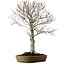 Fagus crenata, 69 cm, ± 20 ans, dans un pot japonais artisanal de Tokoname, avec un nebari de 20 cm