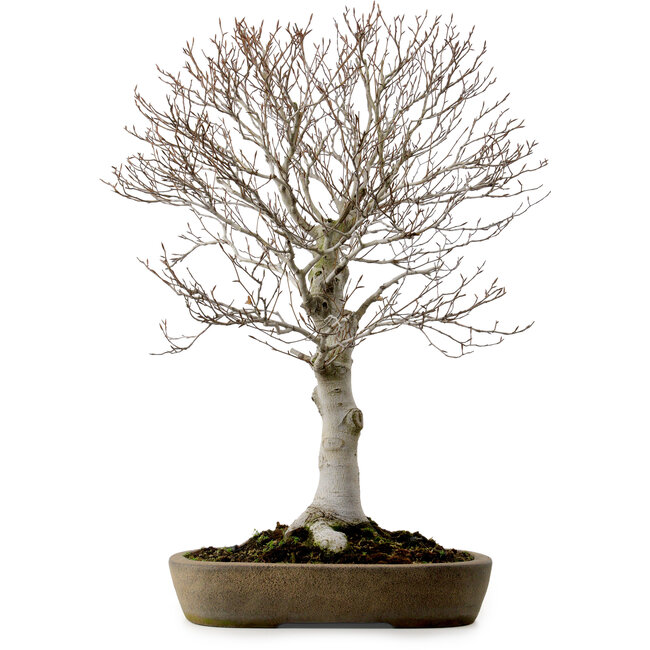 Fagus crenata, 69 cm, ± 20 jaar oud, in een handgemaakte Japanse pot uit Tokoname, met een nebari van 20 cm.