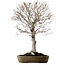 Fagus crenata, 69 cm, ± 20 años, en una maceta japonesa hecha a mano de Tokoname, con un nebari de 20 cm.