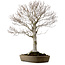 Fagus crenata, 69 cm, ± 20 años, en una maceta japonesa hecha a mano de Tokoname, con un nebari de 20 cm.