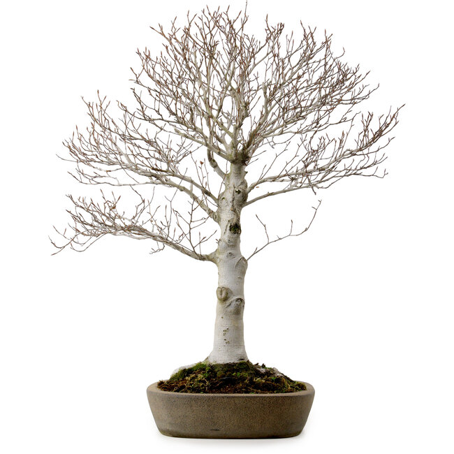 Fagus crenata, 69 cm, ± 20 years old, in a handmade Japanese pot from Tokoname, with a nebari of 20 cm