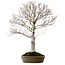 Fagus crenata, 69 cm, ± 20 años, en una maceta japonesa hecha a mano de Tokoname, con un nebari de 20 cm.