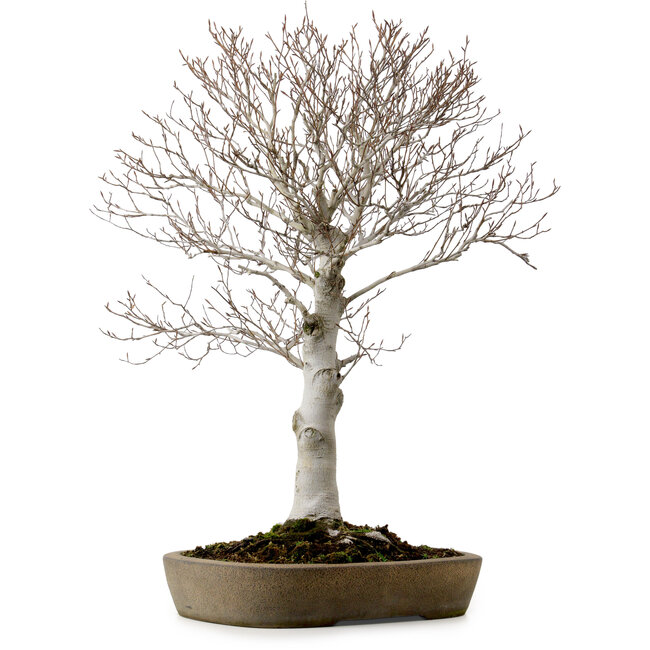 Fagus crenata, 69 cm, ± 20 años, en una maceta japonesa hecha a mano de Tokoname, con un nebari de 20 cm.