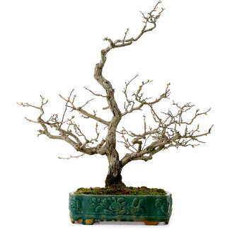Crataegus cuneata, 56 cm, ± 25 años de edad