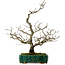 Crataegus cuneata, 56 cm, ± 25 ans, avec un nebari de 7 cm