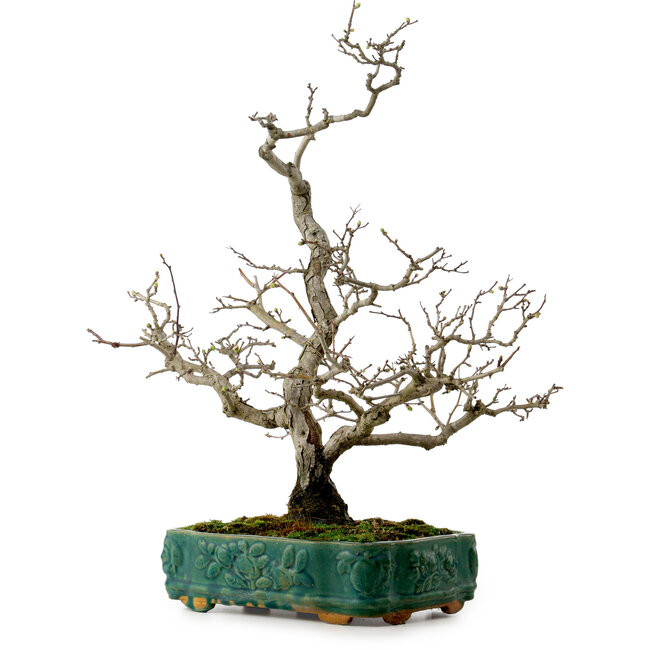 Crataegus cuneata, 56 cm, ± 25 años de edad, con un nebari de 7 cm